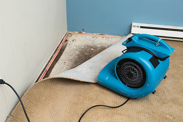 Best Water damage contractors near me  in French Valley, CA